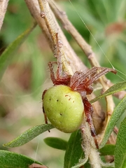 Araneus lathyrinus