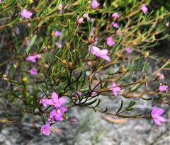 Boronia filifolia