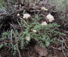 Cymopterus nivalis