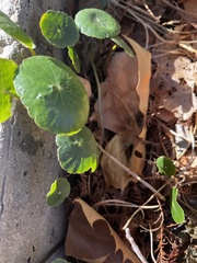 Hydrocotyle bonariensis