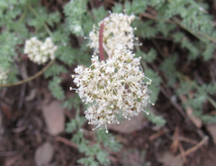 Cymopterus nivalis