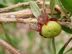 Araneus lathyrinus