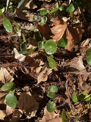 Hydrocotyle bonariensis
