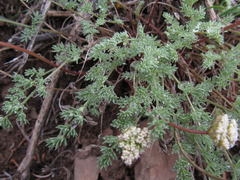 Cymopterus nivalis