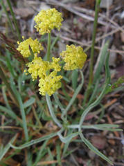 Lomatium simplex