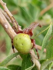 Araneus lathyrinus