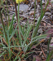 Lomatium simplex