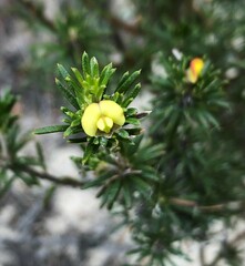 Phyllota pleurandroides