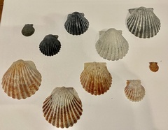 Argopecten
