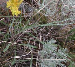 Lomatium simplex