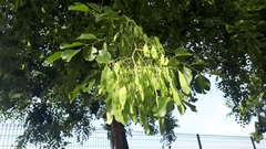 Dalbergia latifolia