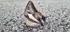 Polyura schreiber
