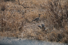 Eupodotis ruficrista