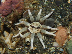 Halcampa decemtentaculata