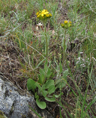 Senecio integerrimus