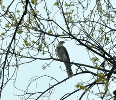 Accipiter cooperii