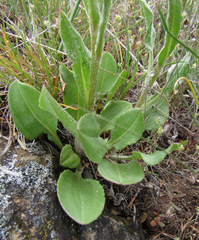 Senecio integerrimus