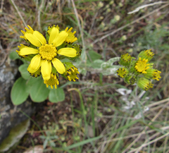 Senecio integerrimus