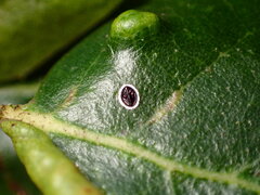 Tetraleurodes perileuca