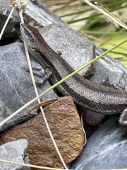 Lampropholis guichenoti