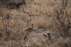 Eupodotis ruficrista