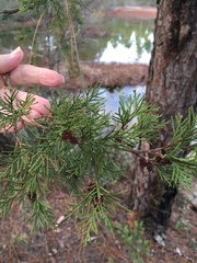 Chamaecyparis thyoides