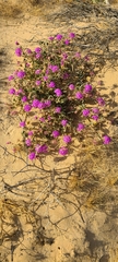 Abronia villosa