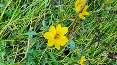 Bidens mitis