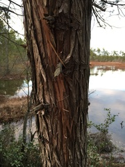 Chamaecyparis thyoides