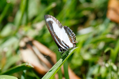 Psychonotis caelius