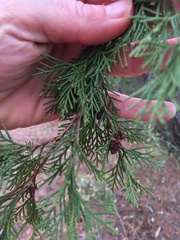 Chamaecyparis thyoides