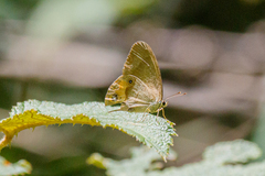 Hypocysta pseudirius