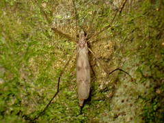 Gynoplistia