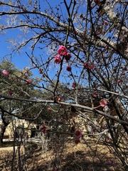 Prunus mume