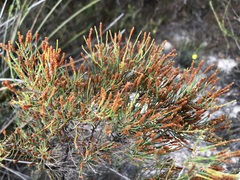 Allocasuarina pusilla