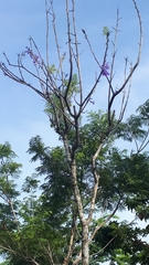 Jacaranda