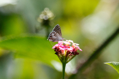 Theclinesthes onycha