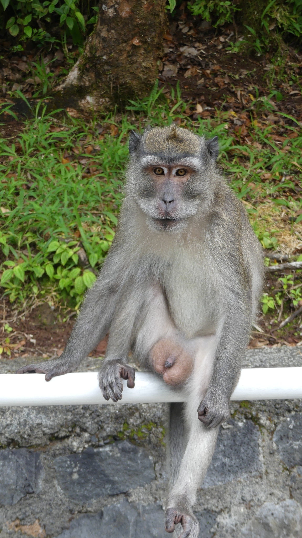 Macaca fascicularis (Raffles, 1821)