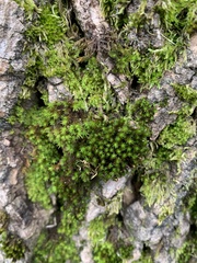 Nyholmiella obtusifolia