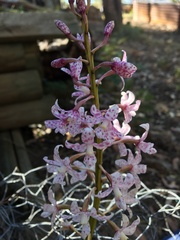 Dipodium pardalinum