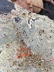 Xanthoparmelia plittii