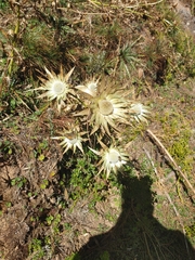 Eryngium proteiflorum