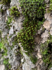 Nyholmiella obtusifolia