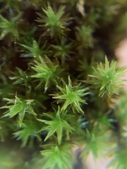 Nyholmiella obtusifolia