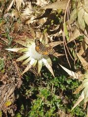 Eryngium proteiflorum