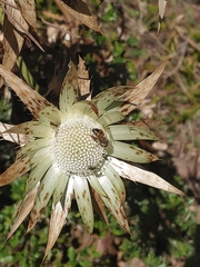 Eryngium proteiflorum