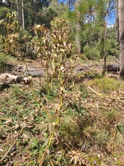 Eryngium proteiflorum
