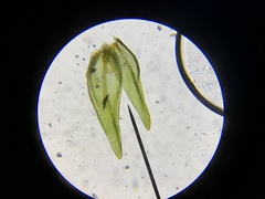 Nyholmiella obtusifolia