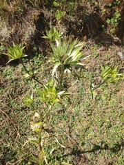 Eryngium proteiflorum
