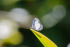 Psychonotis caelius